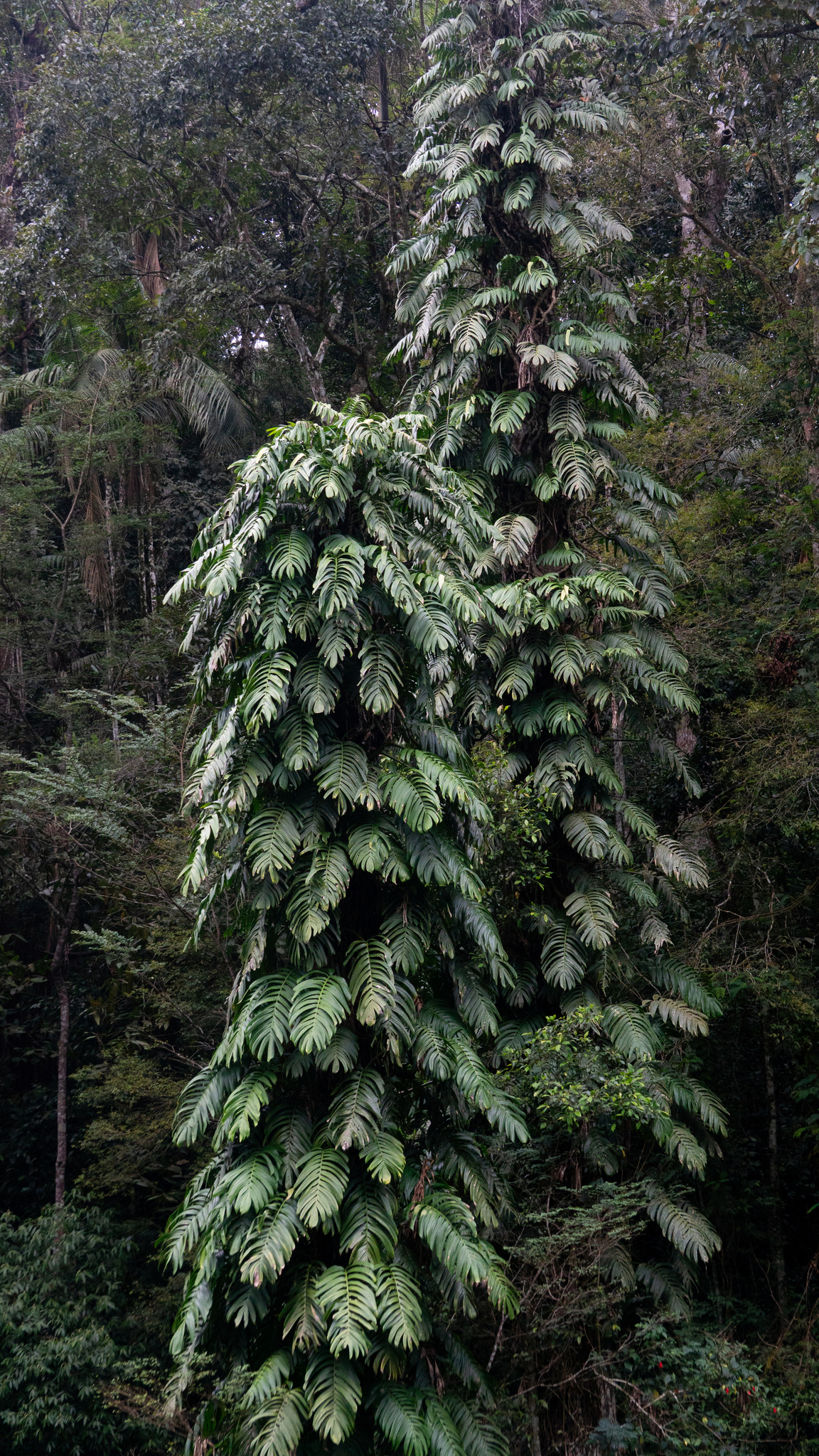 Rhaphidophora decursiva