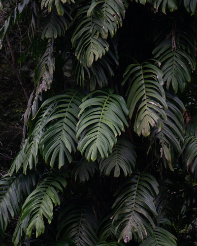 Rhaphidophora decursiva
