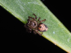 Phycosoma oecobioides