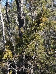 Cupressus pygmaea