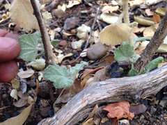 Malacothamnus fremontii