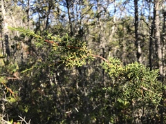Cupressus pygmaea