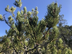 Pinus contorta bolanderi