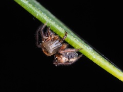 Phycosoma oecobioides