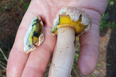 Boletellus ananas image