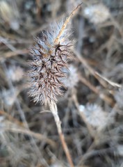 Trifolium angustifolium
