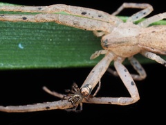 Phycosoma oecobioides