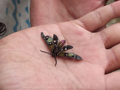 Chrysocale principalis