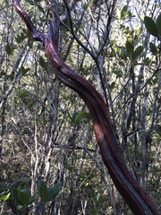 Arctostaphylos columbiana