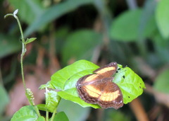 Junonia terea