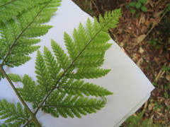 Parapolystichum microsorum pentangulare