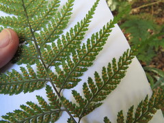 Parapolystichum microsorum pentangulare