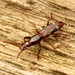 Oak Timberworm Weevil - Photo (c) Katja Schulz, some rights reserved (CC BY), uploaded by Katja Schulz