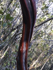 Arctostaphylos columbiana
