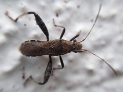 Heegeria tangirica