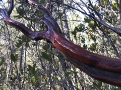 Arctostaphylos columbiana