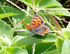 Lycaena phlaeas daimio