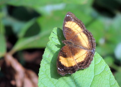 Junonia terea