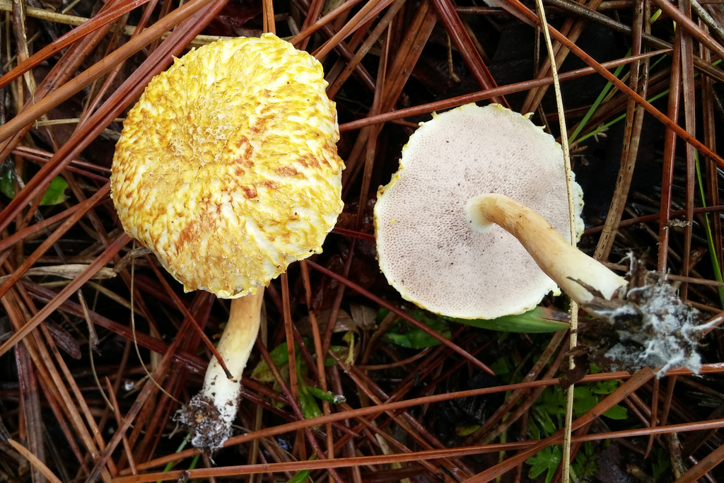 Austroboletoideae