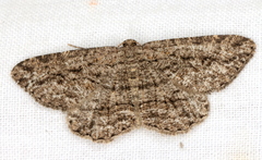 Zermizinga sinuata