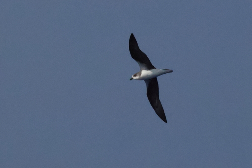Desertas Petrel