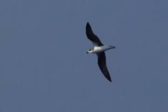 Desertas Petrel photo 4