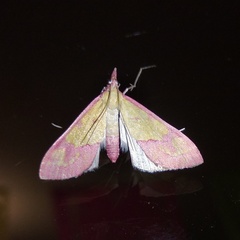 Choristostigma