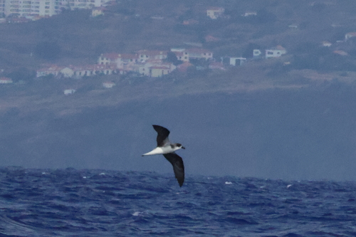 Desertas Petrel