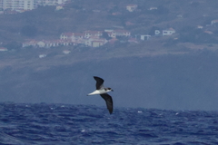 Desertas Petrel photo 5