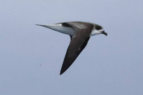 Desertas Petrel