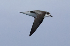 Desertas Petrel photo 3