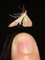 Choristostigma