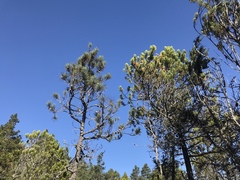 Pinus contorta bolanderi