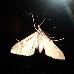 Choristostigma
