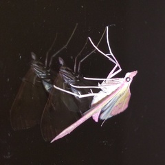 Choristostigma