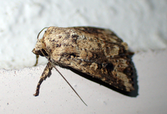 Spodoptera depravata
