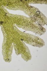 Riccardia multifida