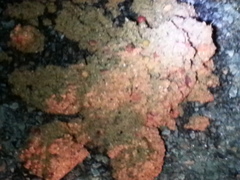 Ursus americanus eremicus