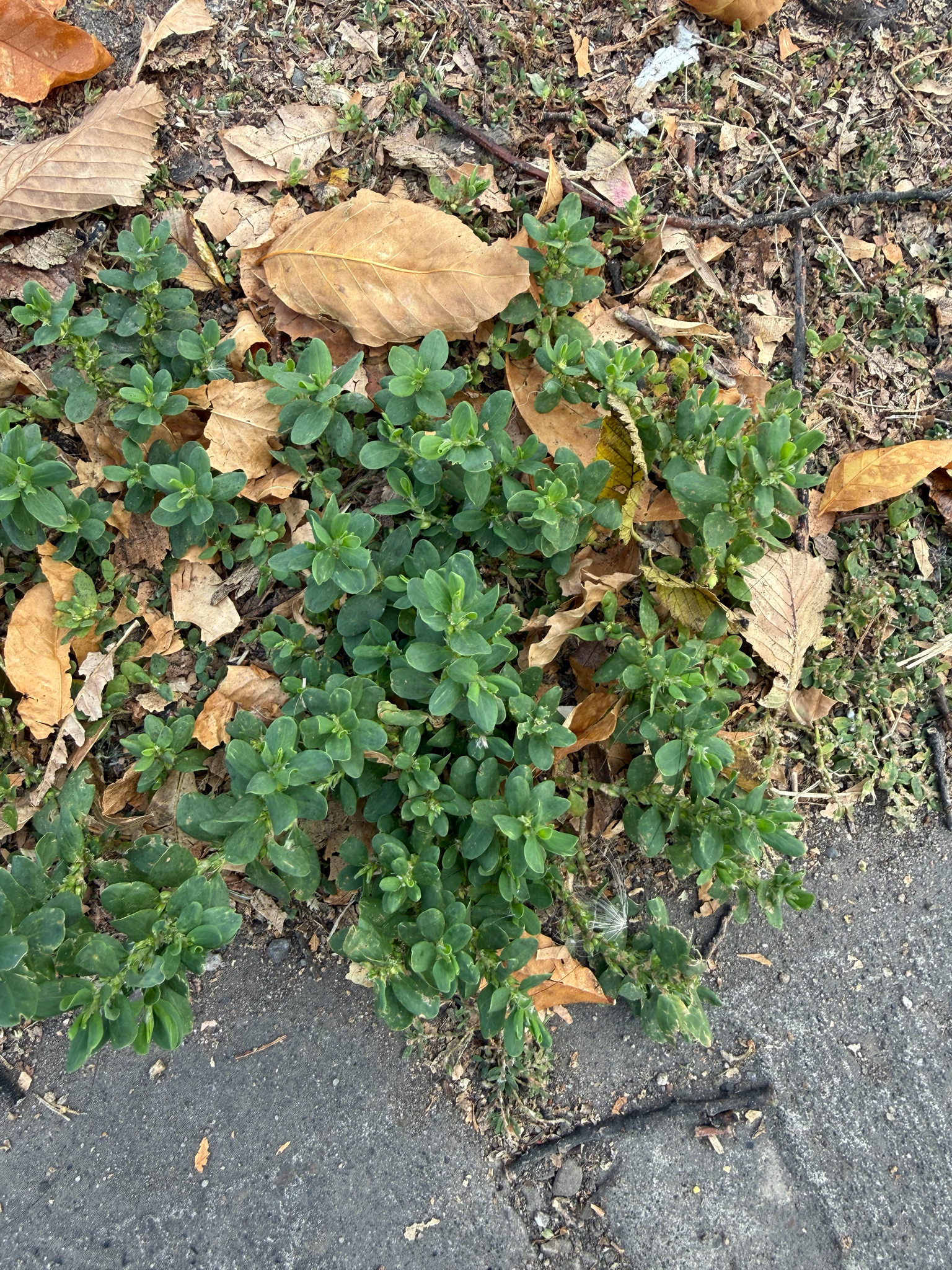Leathery Knotweed (Polygonum achoreum)
