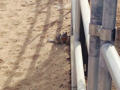 Otospermophilus beecheyi