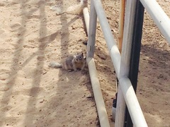 Otospermophilus beecheyi