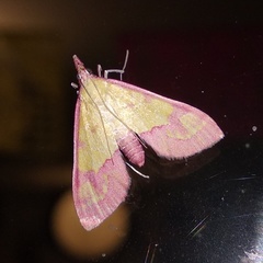 Choristostigma