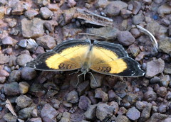 Junonia terea