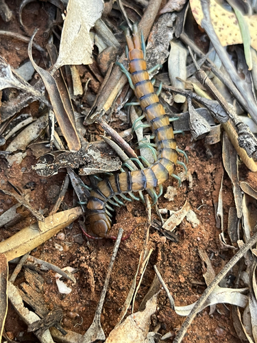Red-headed Centipede