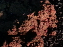 Ursus americanus eremicus