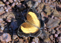 Junonia terea