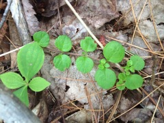 Linnaea borealis longiflora