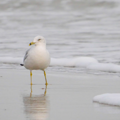 Larus delawarensis