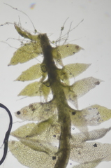 Douinia ovata