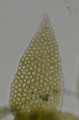 Douinia ovata